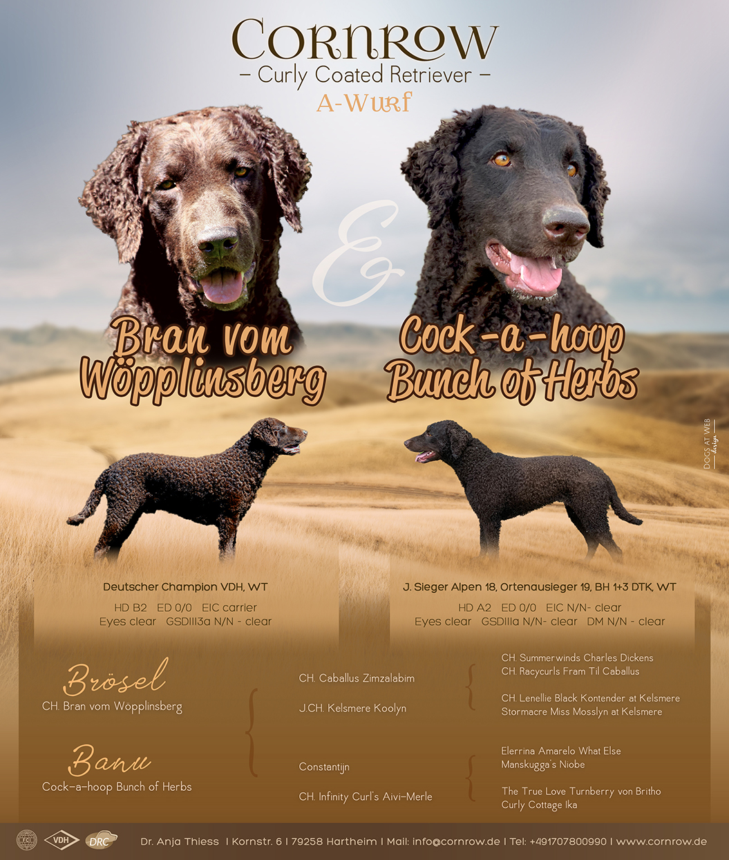 Wurfanzeige A-Wurf CORNROW Curly Coated Retriever Hunde Welpen Zucht