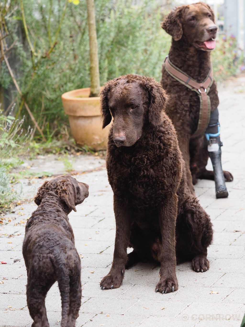 CORNROW Curlytreffen in Süddeutschland