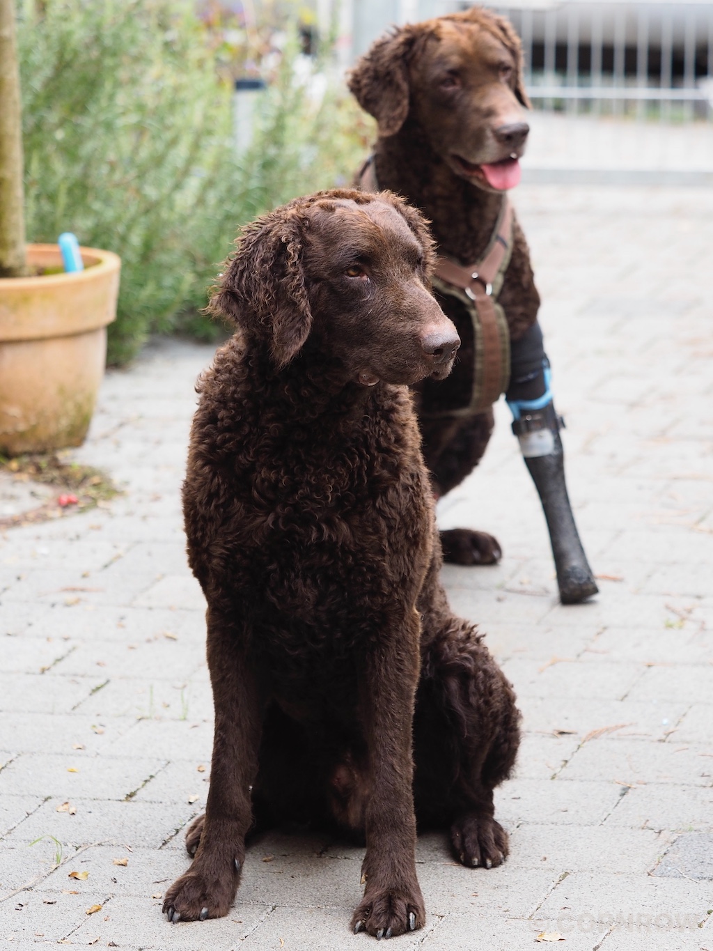 Brösel und CORNROW Archie