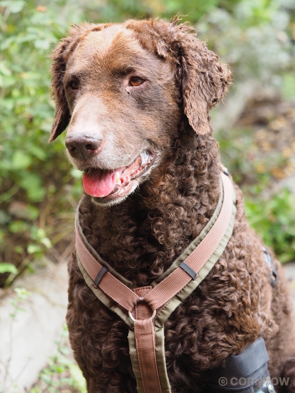 Bran vom Wöpplinsberg