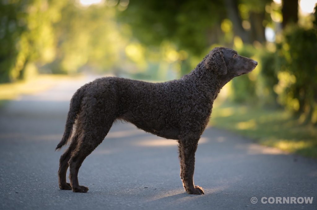 Asta CORNROW Curly Coated Retriever Hunde Welpen Zucht