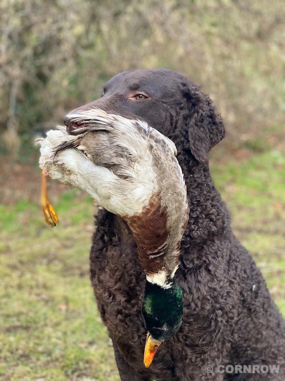 Asta CORNROW Curly Coated Retriever Hunde Welpen Zucht
