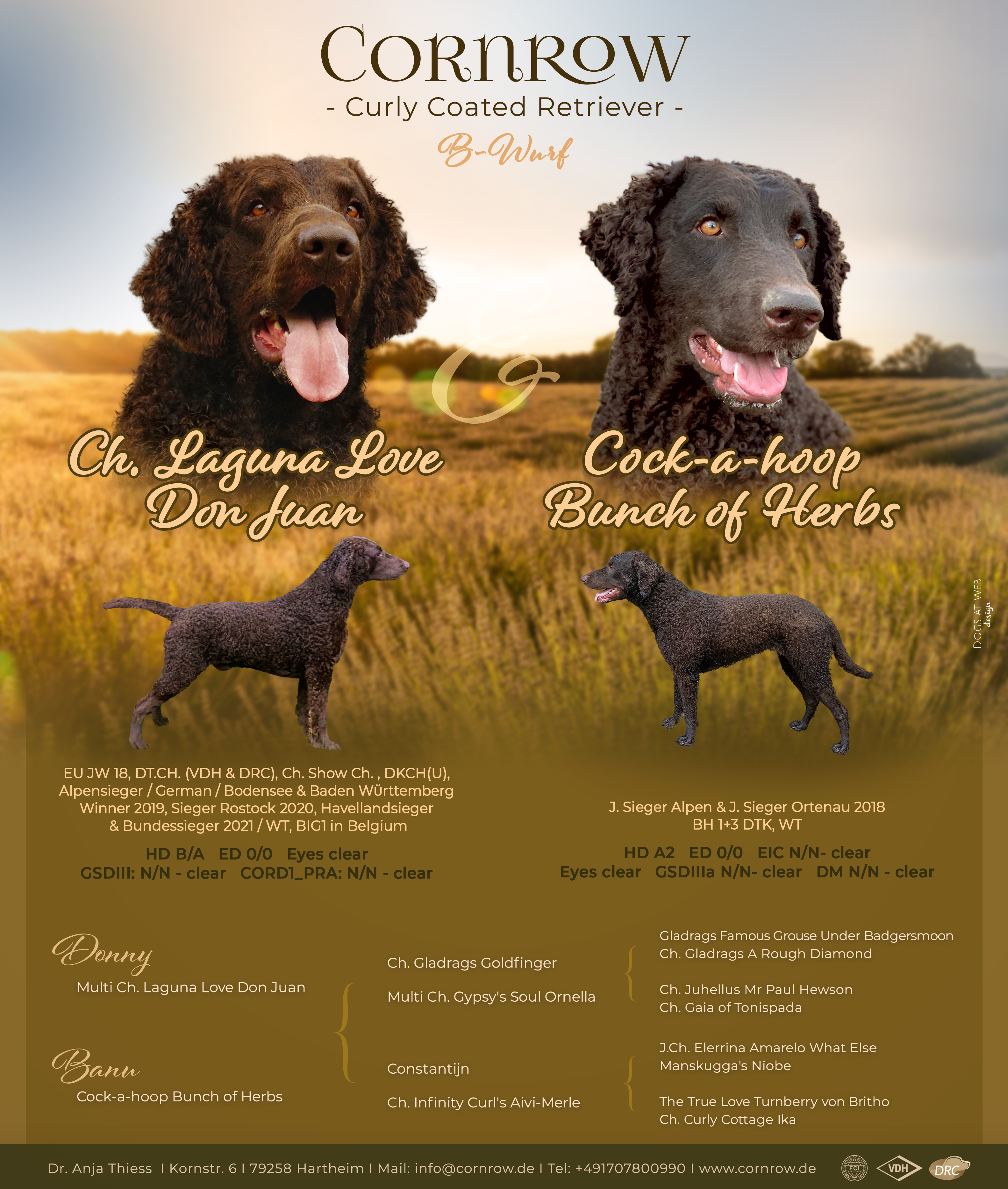 B-Wurf Wurfanzeige CORNROW Curly Coated Retriever Hunde Welpen Zucht