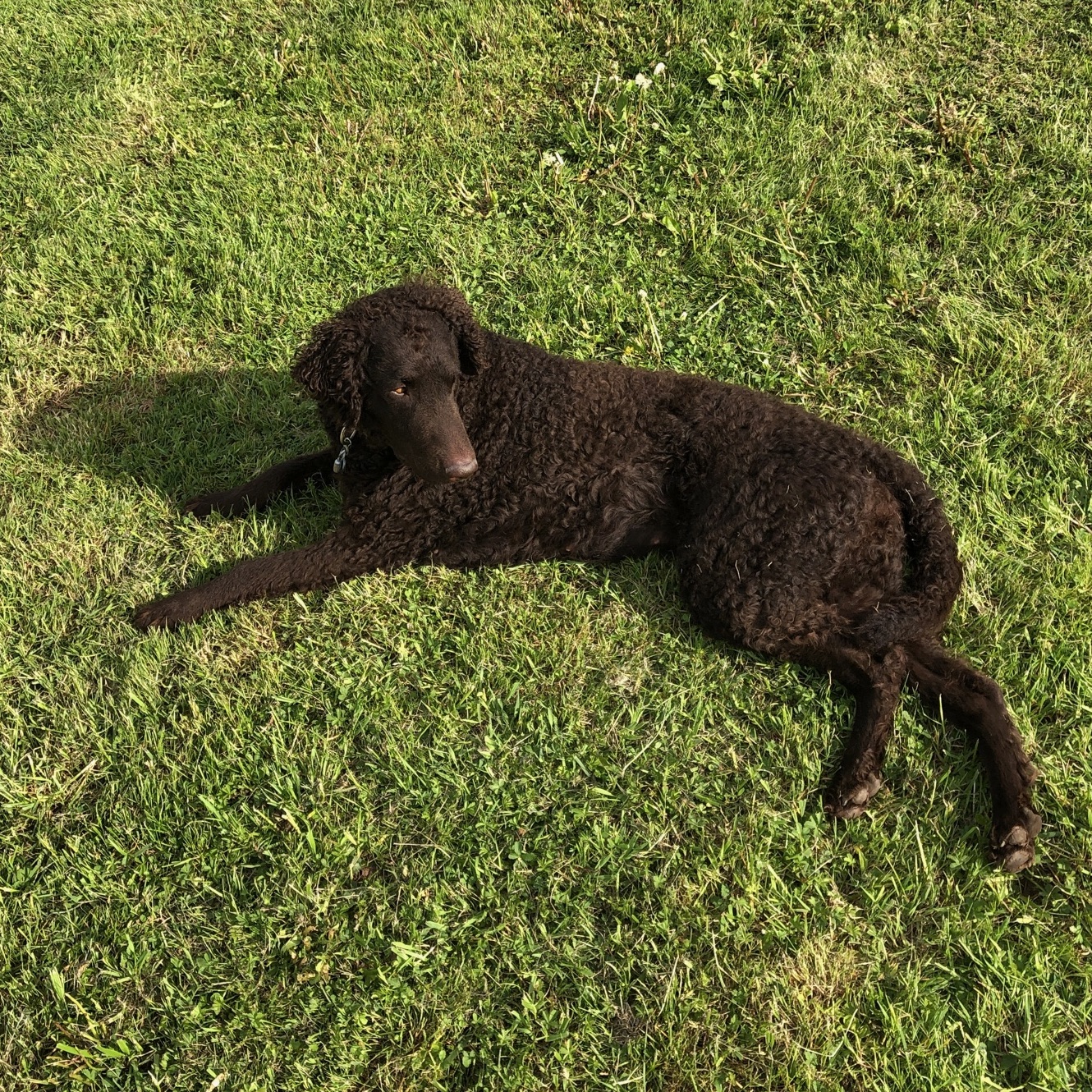 Curly Coated Retriever CORNROW