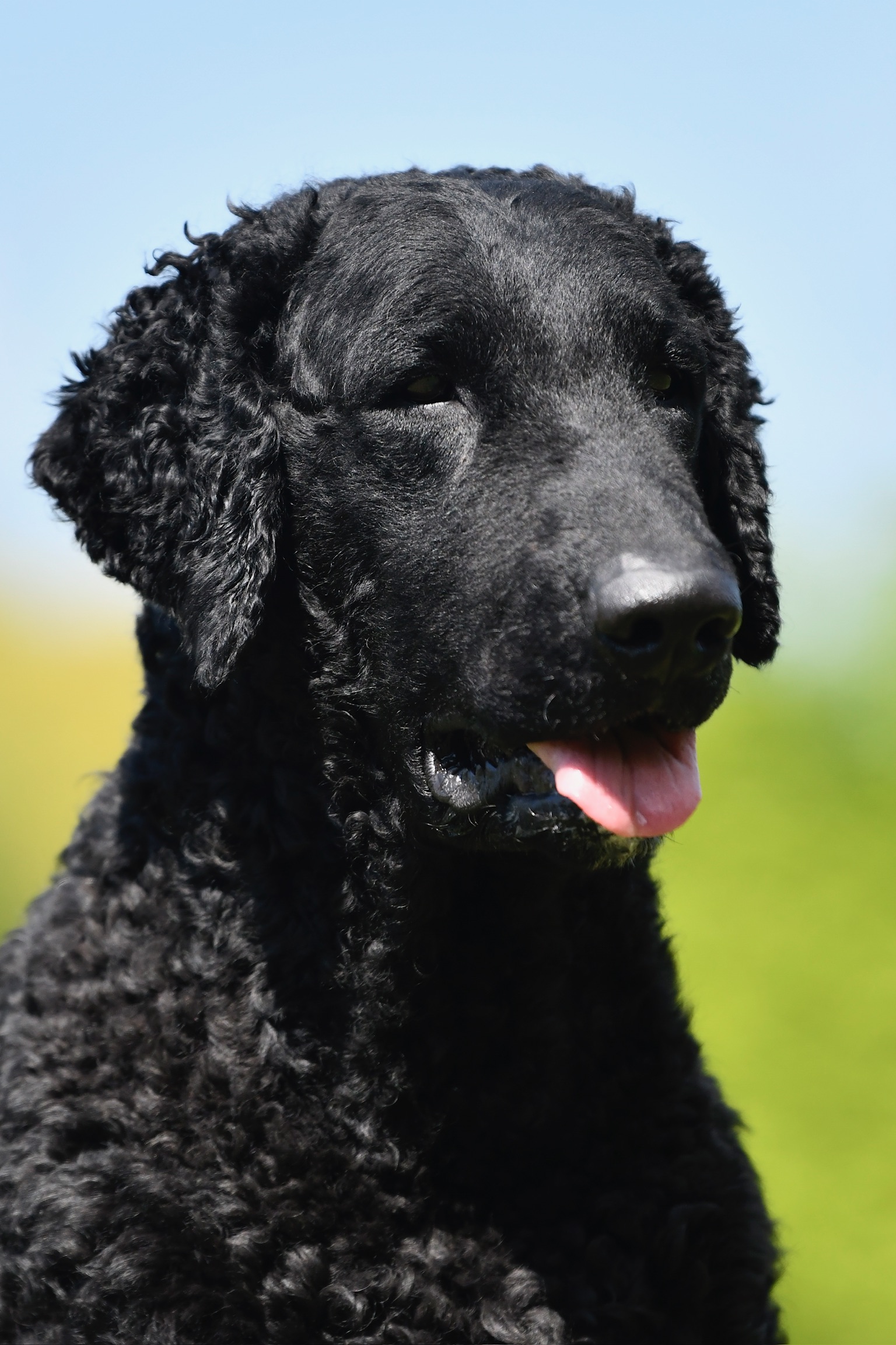Dario D-Wurf CORNROW Curly Coated Retriever Hunde Welpen Zucht