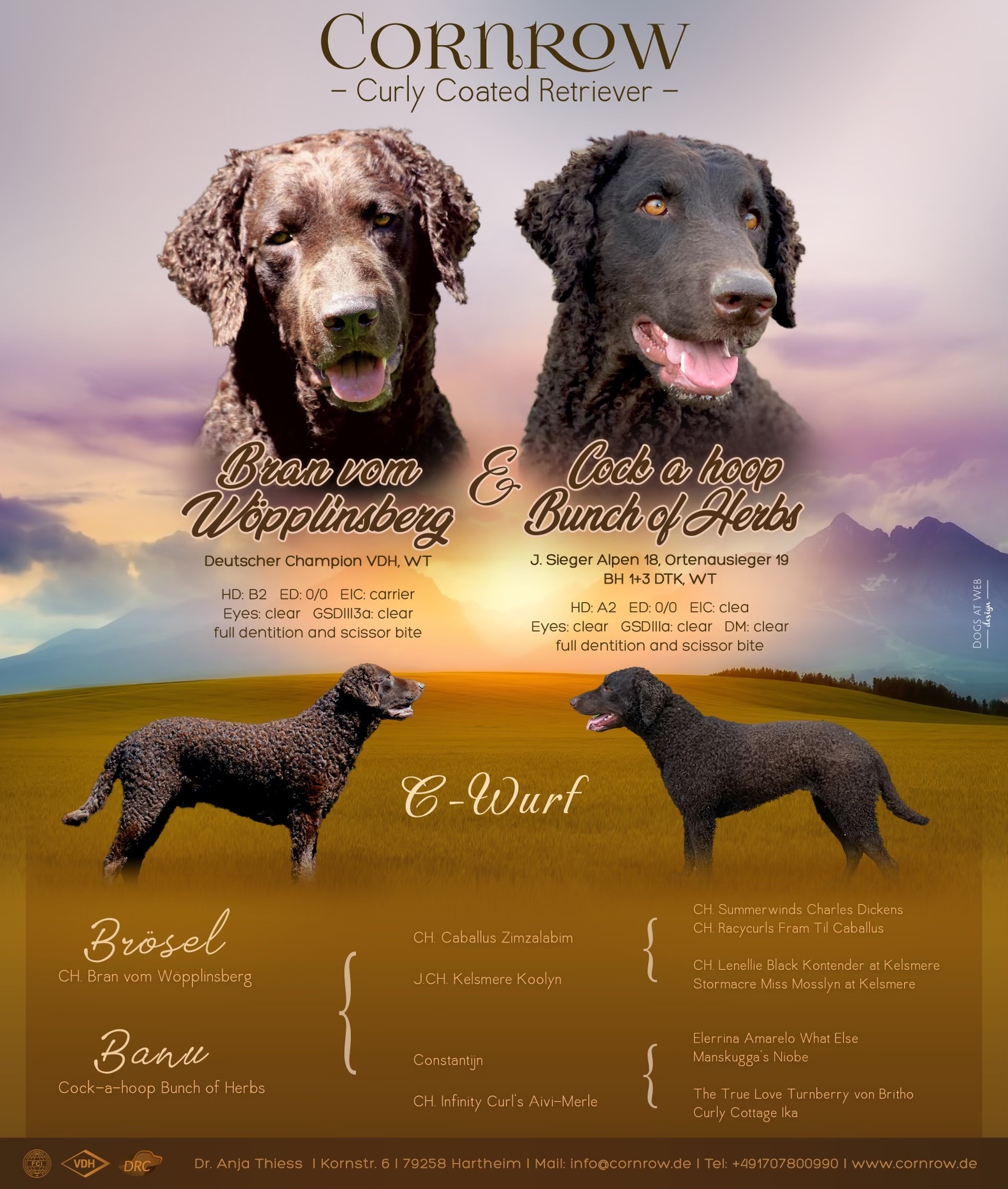 C-Wurf Wurfanzeige CORNROW Curly Coated Retriever Hunde Welpen Zucht