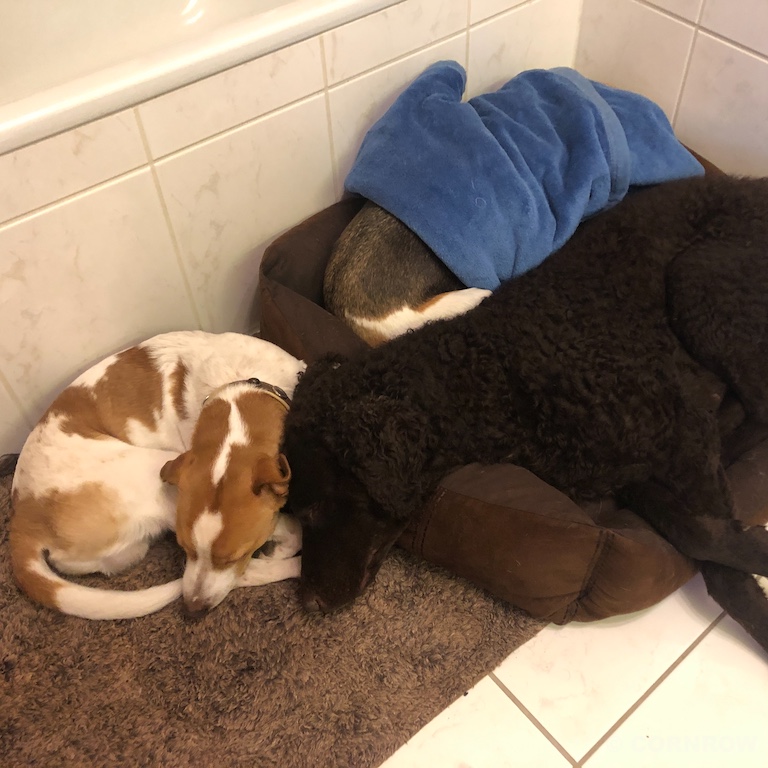 Wurfanzeige D-Wurf CORNROW Curly Hundezucht