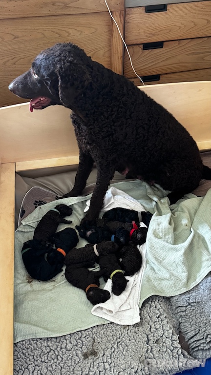 CORNROW D-Wurf 1. Woche