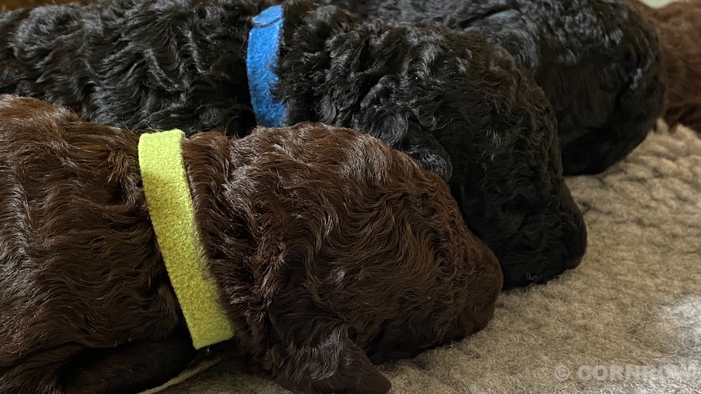 CORNROW D-Wurf 2. Woche