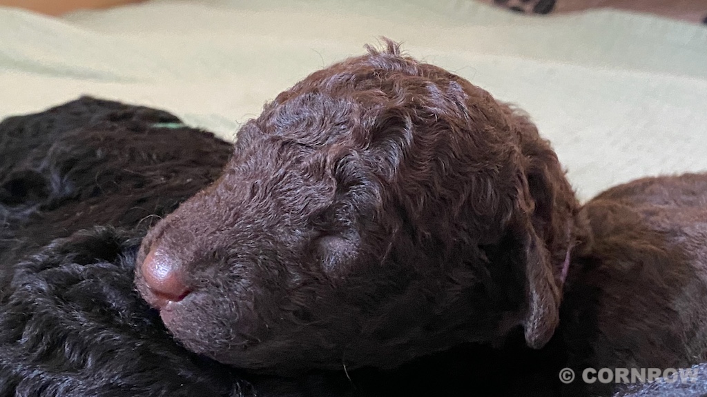 CORNROW D-Wurf 2. Woche