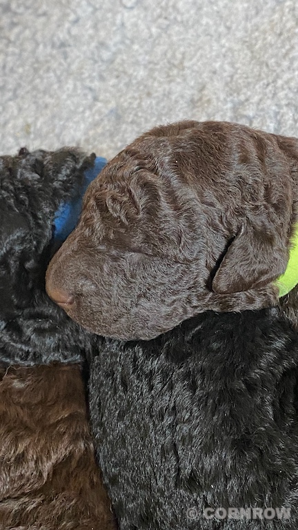 CORNROW D-Wurf 2. Woche