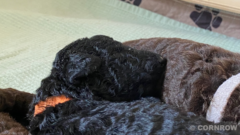 CORNROW D-Wurf 2. Woche