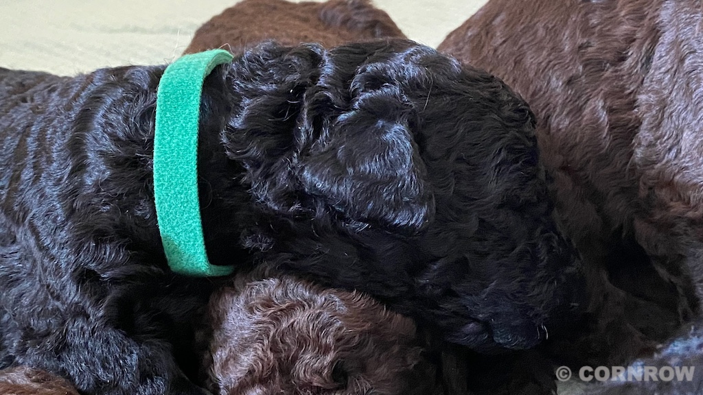 CORNROW D-Wurf 2. Woche