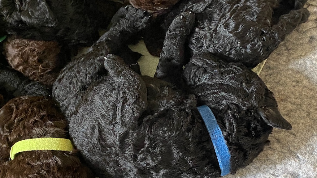 CORNROW D-Wurf 2. Woche