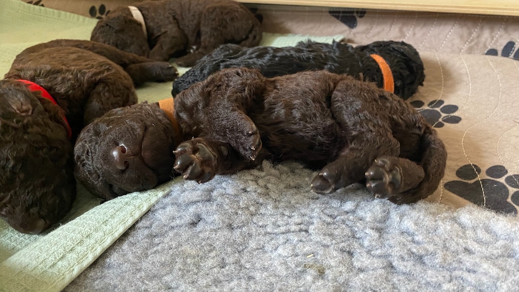 CORNROW D-Wurf 2. Woche