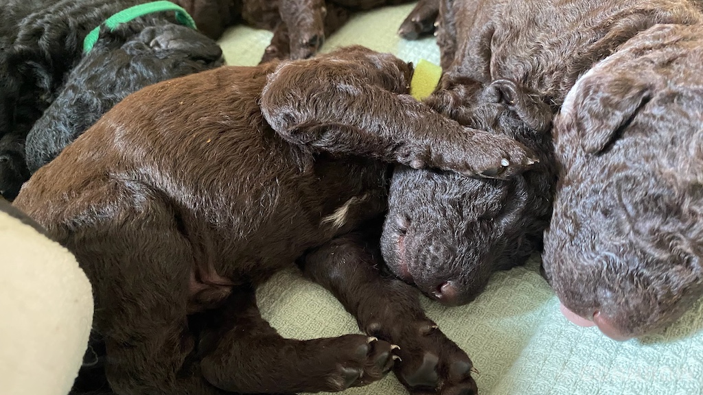 CORNROW D-Wurf 2. Woche