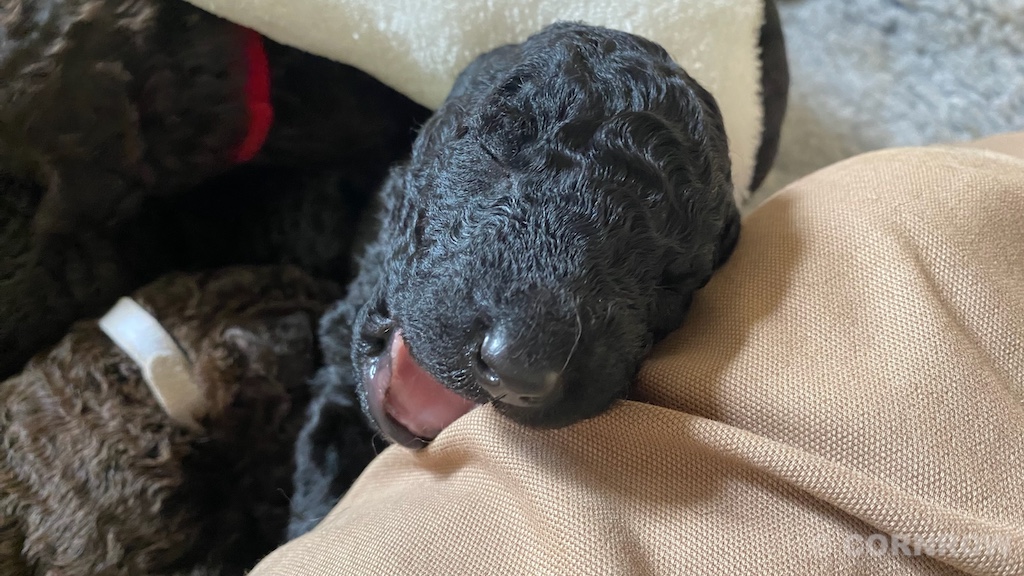 CORNROW D-Wurf 2. Woche