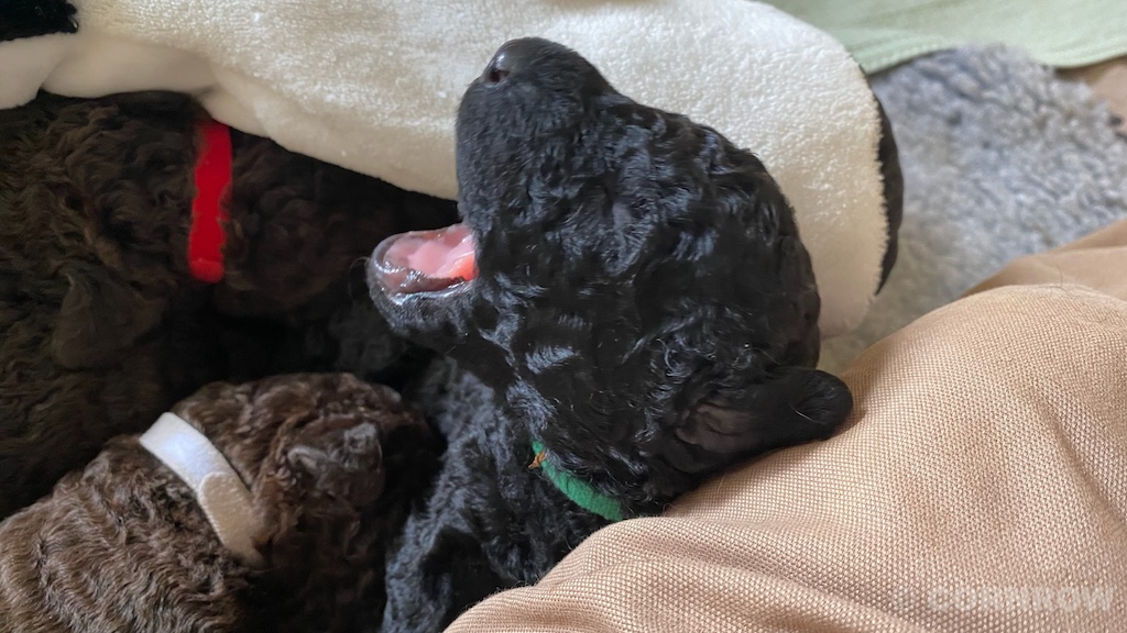 CORNROW D-Wurf 2. Woche