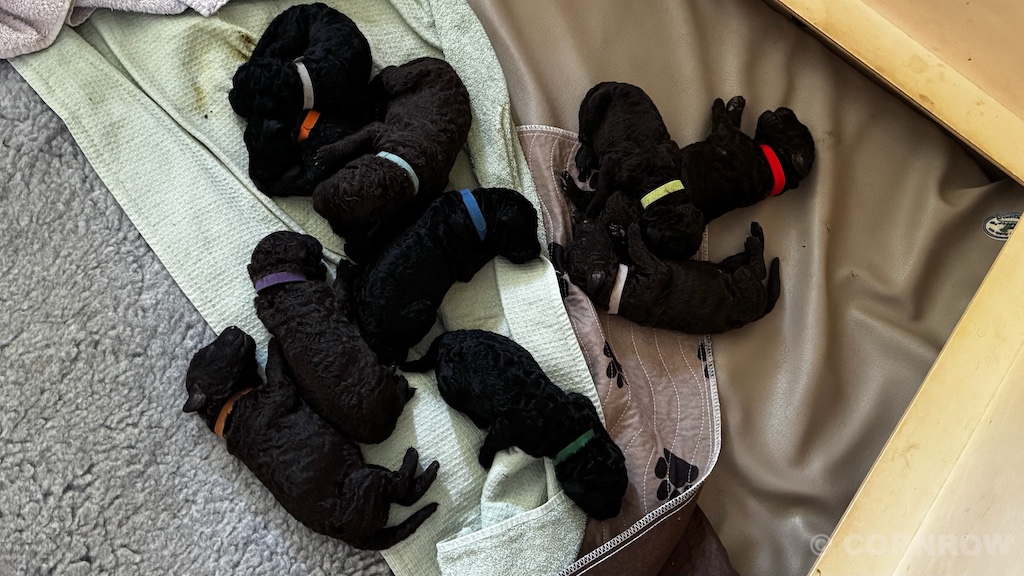 CORNROW D-Wurf 2. Woche