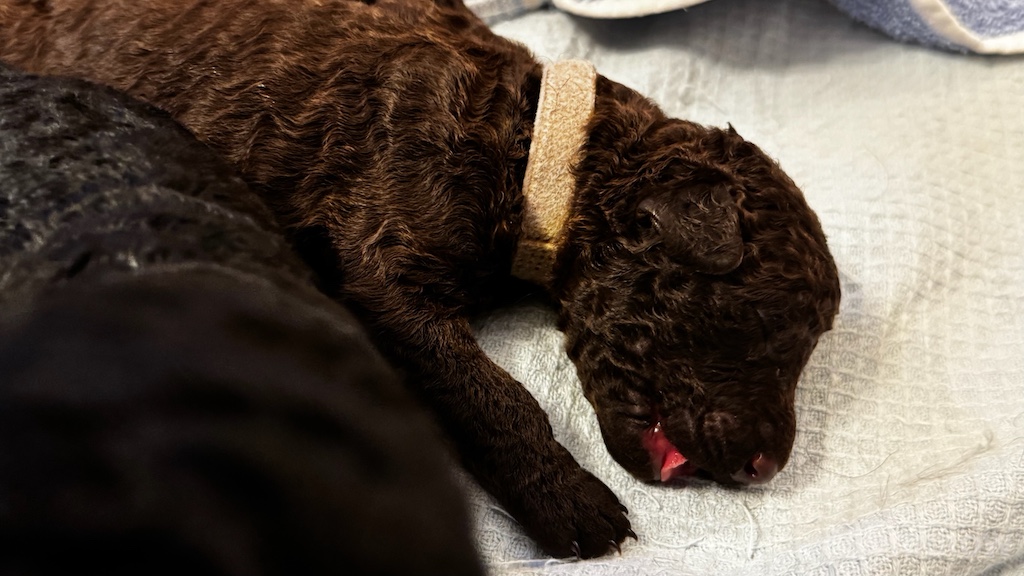 CORNROW D-Wurf 2. Woche