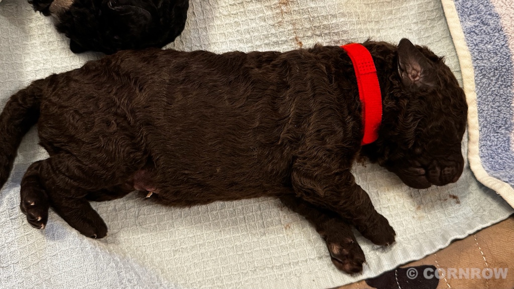 CORNROW D-Wurf 2. Woche