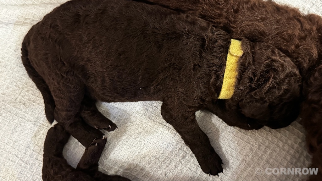 CORNROW D-Wurf 2. Woche