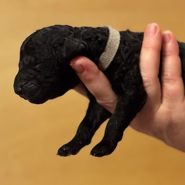 Herr Grau D-Wurf CORNROW Curly Welpe