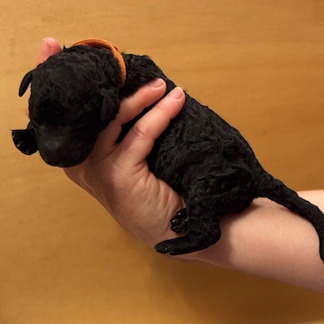 Herr Orange D-Wurf CORNROW Curly Welpe