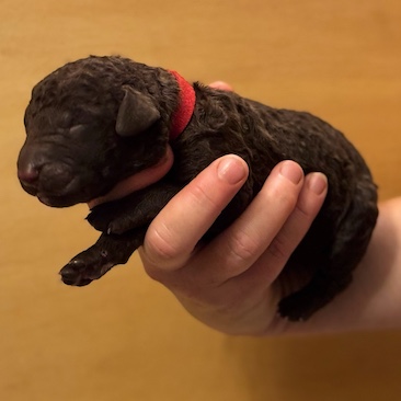 Herr Rot D-Wurf CORNROW Curly Welpe