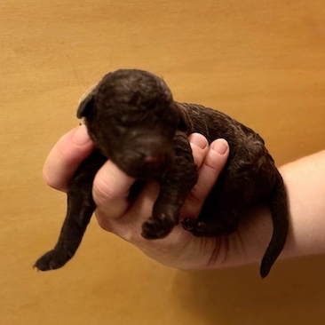 Herr Weiß D-Wurf CORNROW Curly Welpe