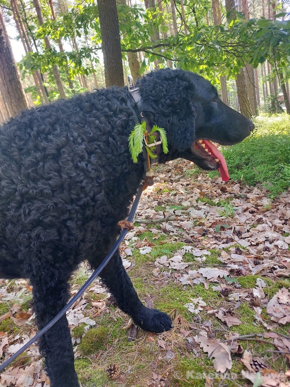 Dario D-Wurf CORNROW Curly Coated Retriever Hunde Welpen Zucht