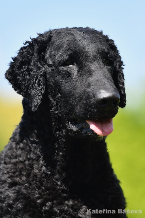 Dario D-Wurf CORNROW Curly Coated Retriever Hunde Welpen Zucht