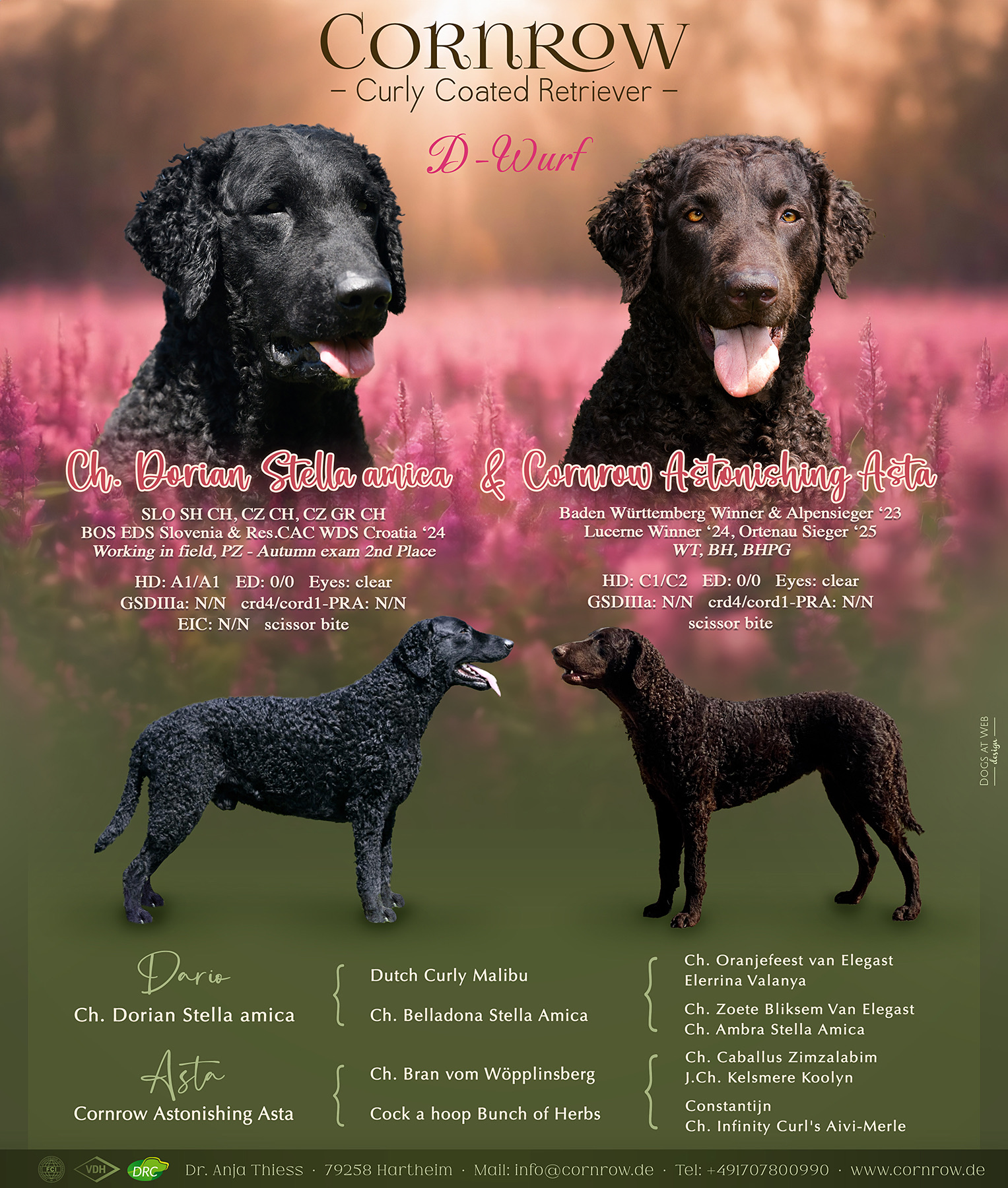 Wurfanzeige D-Wurf CORNROW Curly Hundezucht