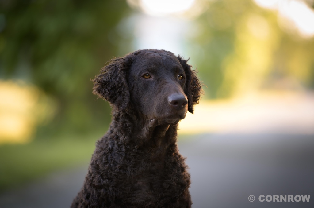 Asta CORNROW Curly Coated Retriever Hunde Welpen Zucht