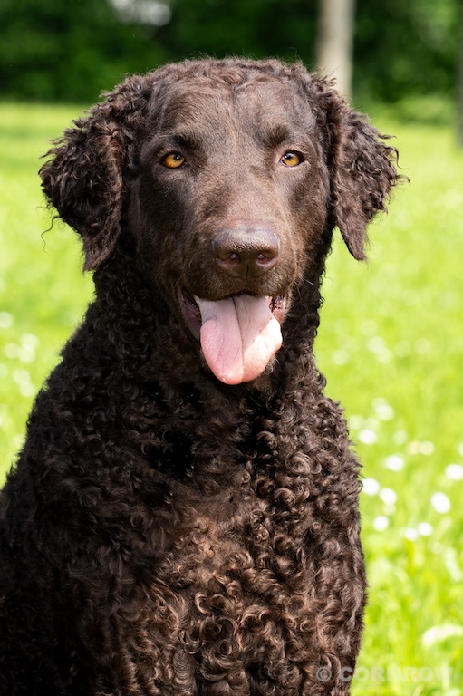 Asta CORNROW Curly Coated Retriever Hunde Welpen Zucht