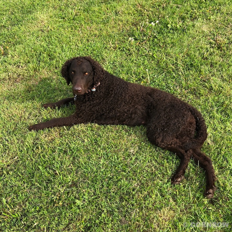 Curly Coated Retriever CORNROW