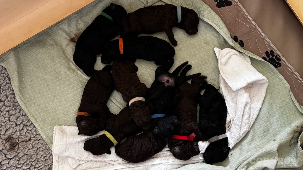 CORNROW D-Wurf 1. Woche