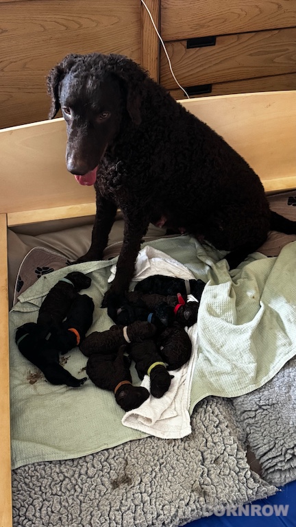 CORNROW D-Wurf 1. Woche