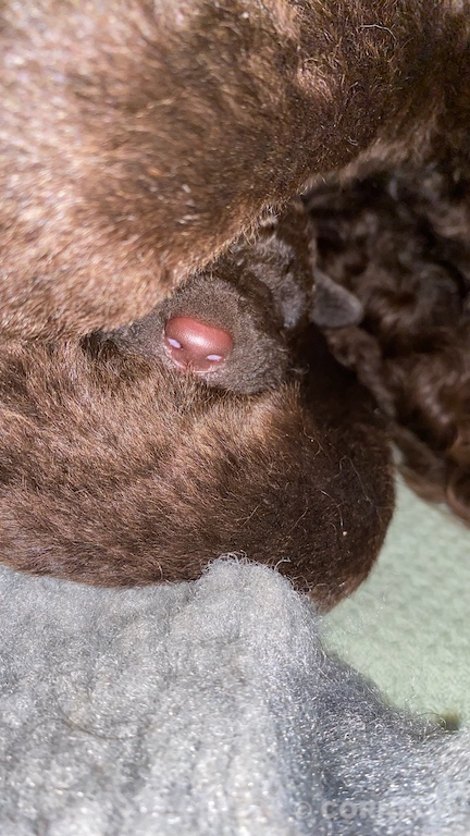 CORNROW D-Wurf 2. Woche