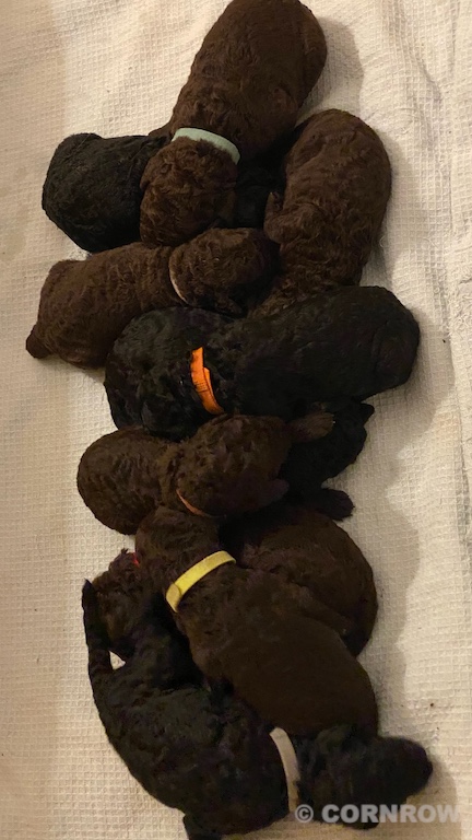 CORNROW D-Wurf 2. Woche