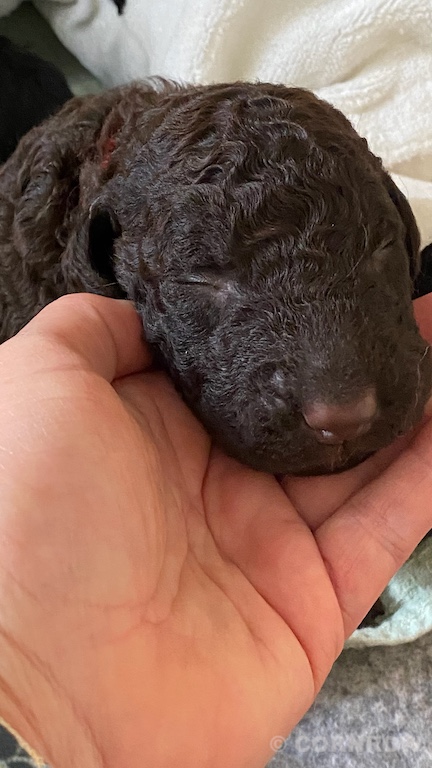 CORNROW D-Wurf 2. Woche