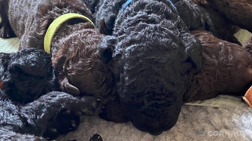 CORNROW D-Wurf 2. Woche