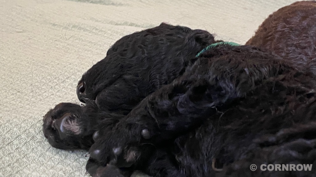 CORNROW D-Wurf 2. Woche