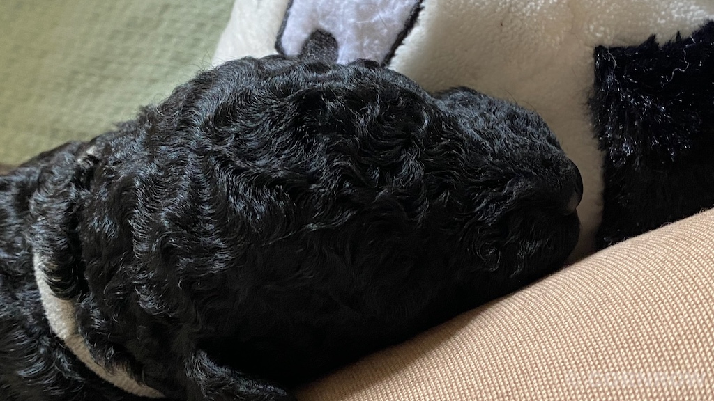 CORNROW D-Wurf 2. Woche