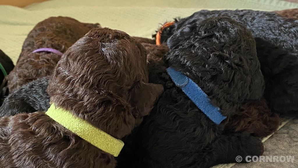 CORNROW D-Wurf 2. Woche