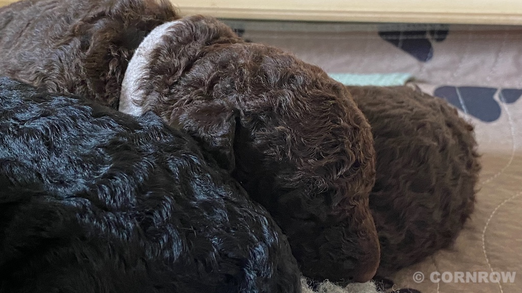 CORNROW D-Wurf 2. Woche