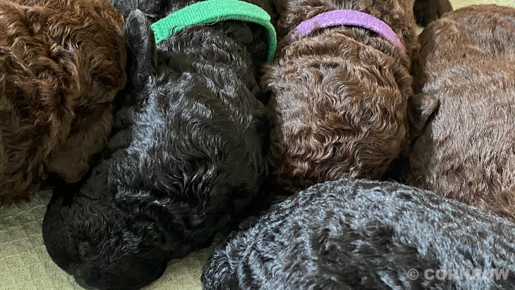 CORNROW D-Wurf 2. Woche