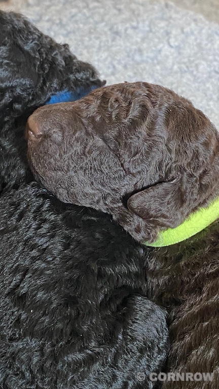 CORNROW D-Wurf 2. Woche