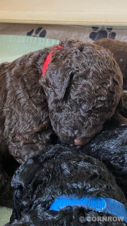 CORNROW D-Wurf 2. Woche