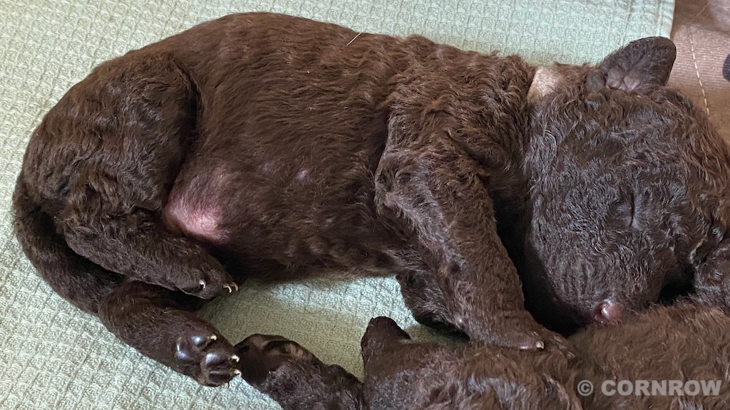 CORNROW D-Wurf 2. Woche